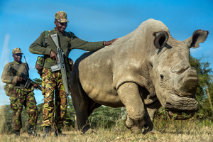 Sudan: Saving the Last