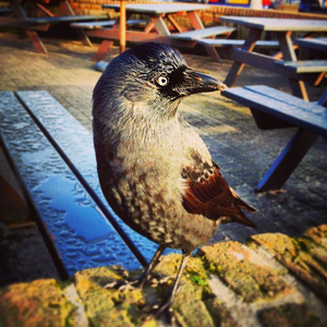 The crow © Jürgen Novotny (Netherland 2013)