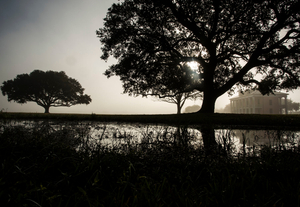 Sunrise Fog at the Chalmette Battlefield, January 21, 2016
