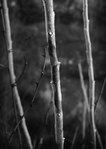 The Pond Project #152