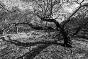 Danemead Nature Reserve | 02
