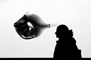 'Evolution'