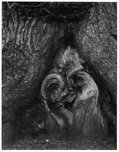 Heart of Oak, Clumber Park