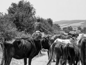 The Cattle Herder