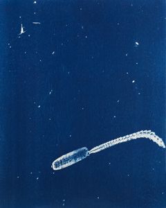 Siphonophore (Tail flick)