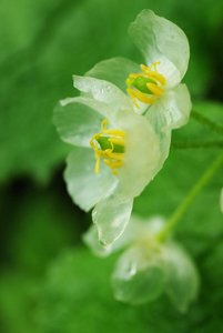 White Flowers 4