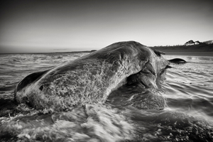 Very like a whale...