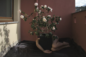 Bloom Camelia