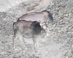 Reindeers in the outskirts of Longyearbyen, Svalbard. The mortality of the Arctic reindeer is increasing as the Arctic temperatures are rising.