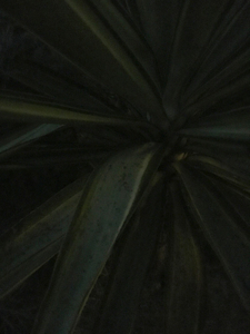 NS 6458- Night Shading