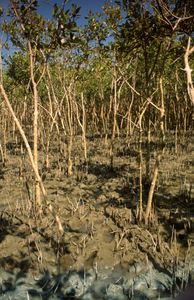 Mangrove swamp, Moheskhali island, near Cox's Bazar, Bangladesh