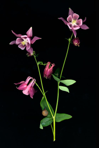Columbine