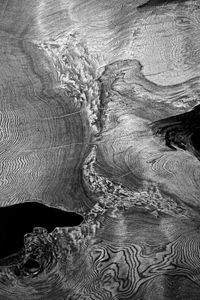 Tree Stories 7