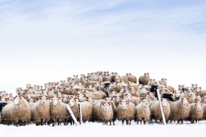 Sheepwatch