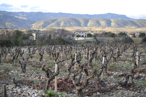 Vines in winter