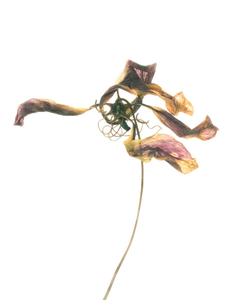 Flor 013