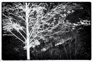 © Carolyn Meltzer