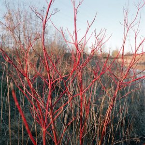 Work from series "Ilgas"