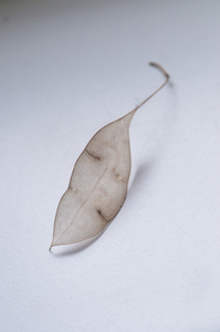 untitled from the series "Waiting for the Awakening"