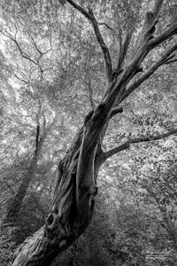 Epping Forest | 03