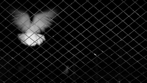 Lishan's Dove