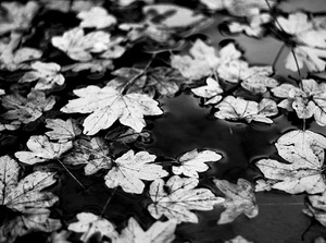 cc-by-sa Mylene Bressan