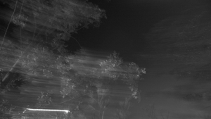 Flow of the Pine Tree (Monochrome ver.)