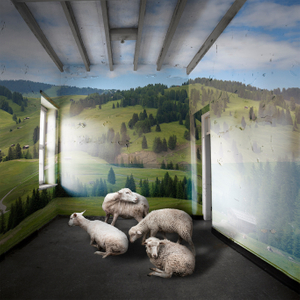 Counting Sheep