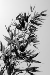 BAMBOO SHOOTS