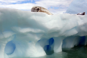 Antarctica V
