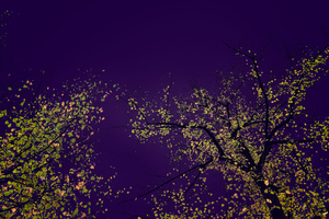Dark Violet