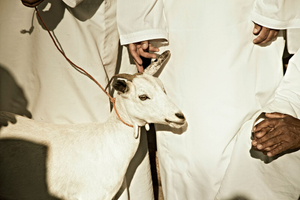 goat market  |  nizwa, oman