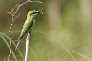 BEE EATER WITH BEE