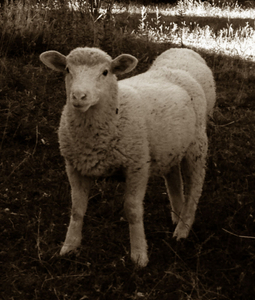 A sheep can hide another, Rambouillet