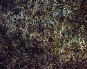 Icelandic Surfaces #7
