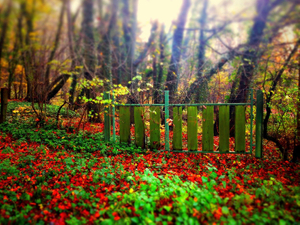 Enchanted Portal © Jürgen Novotny (Germany 2013)