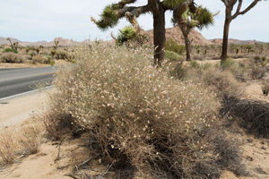 Joshua Tree National Park, CA