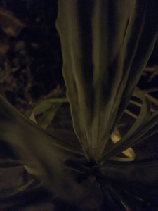 NS 0779- Night Shading
