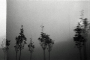 "Your Fingers Are Captured By Branches"