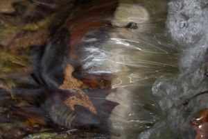 Autumn submerged