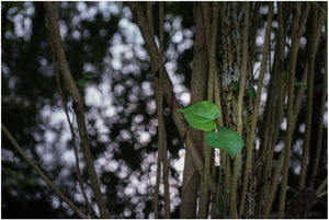 Present Moment 08: Thundering Silence