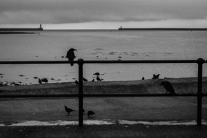The birds wait.
