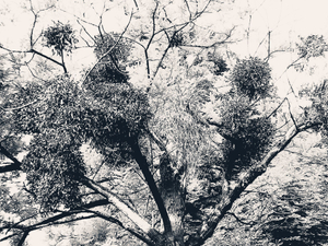 Trees 22