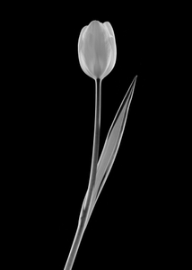 Tulipe I
