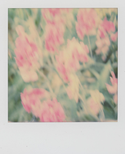 Peony Blur