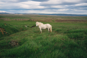 White Horse