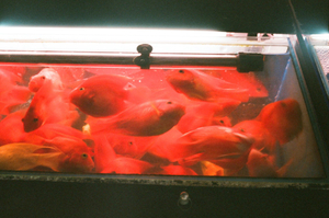 Goldfish Market