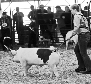 Showing a Pig at the County Fair
