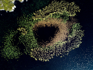 Water plants