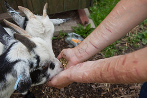 The signs of self harm on the arms of one of the prisoners. HMP Styal, Wilmslow, Cheshire